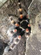 Image of Mexican Red Knee Tarantula