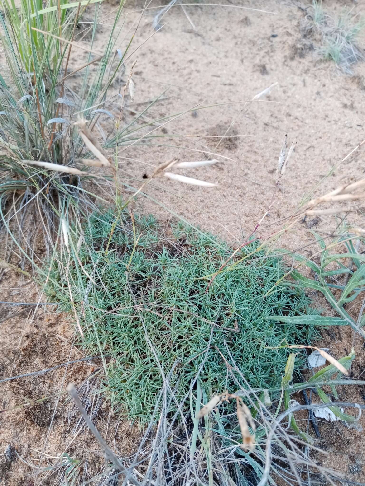 Imagem de Dianthus volgicus Juzepczuk