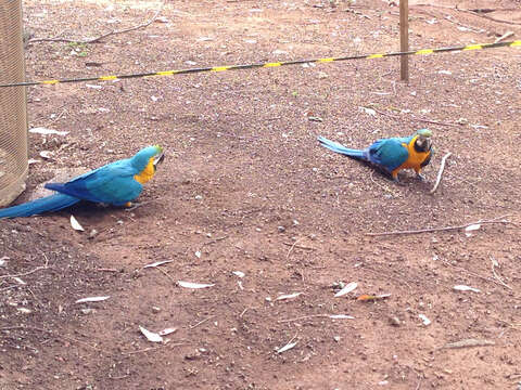 Image of Blue-and-yellow Macaw