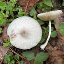 Image of Leucocoprinus longistriatus (Peck) H. V. Sm. & N. S. Weber 1982