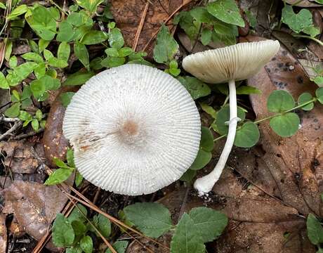 Leucocoprinus longistriatus (Peck) H. V. Sm. & N. S. Weber 1982 resmi