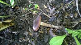 Imagem de Cortinarius vernus H. Lindstr. & Melot 1994