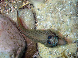 Image of Cornish Sucker