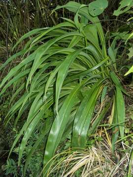 Image of Arthropodium bifurcatum Heenan, A. D. Mitch. & de Lange