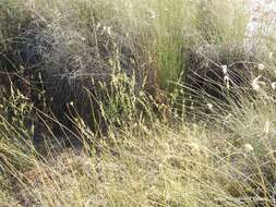 Image of Reseda stricta Pers.