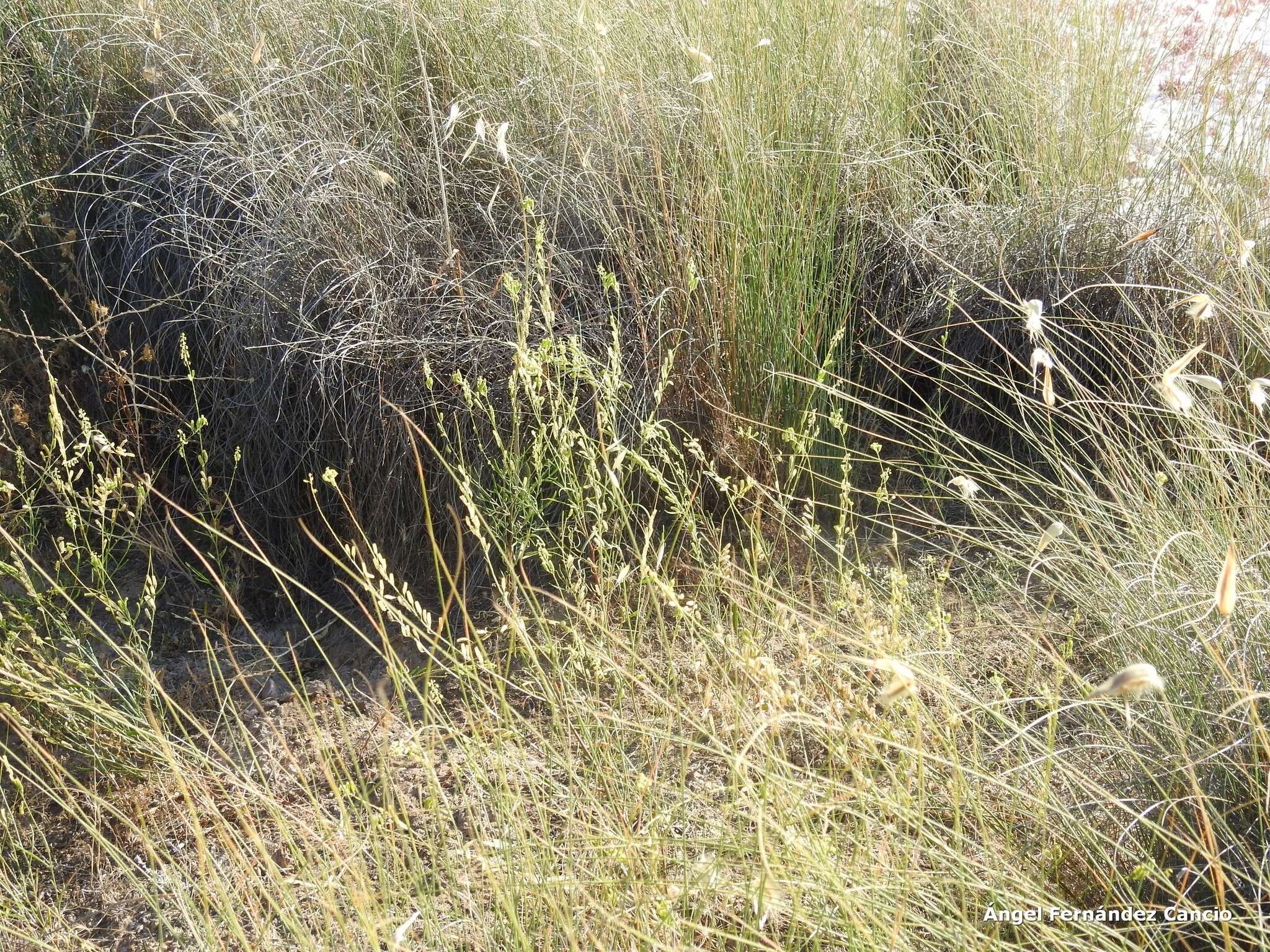 Image of Reseda stricta Pers.