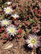 Image of common iceplant