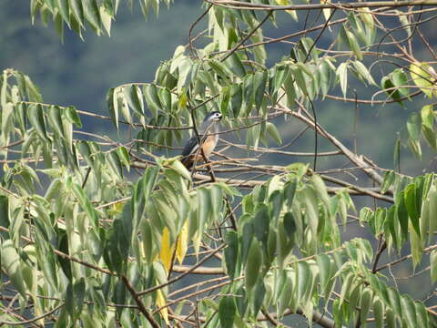 Image of White-eared Sibia