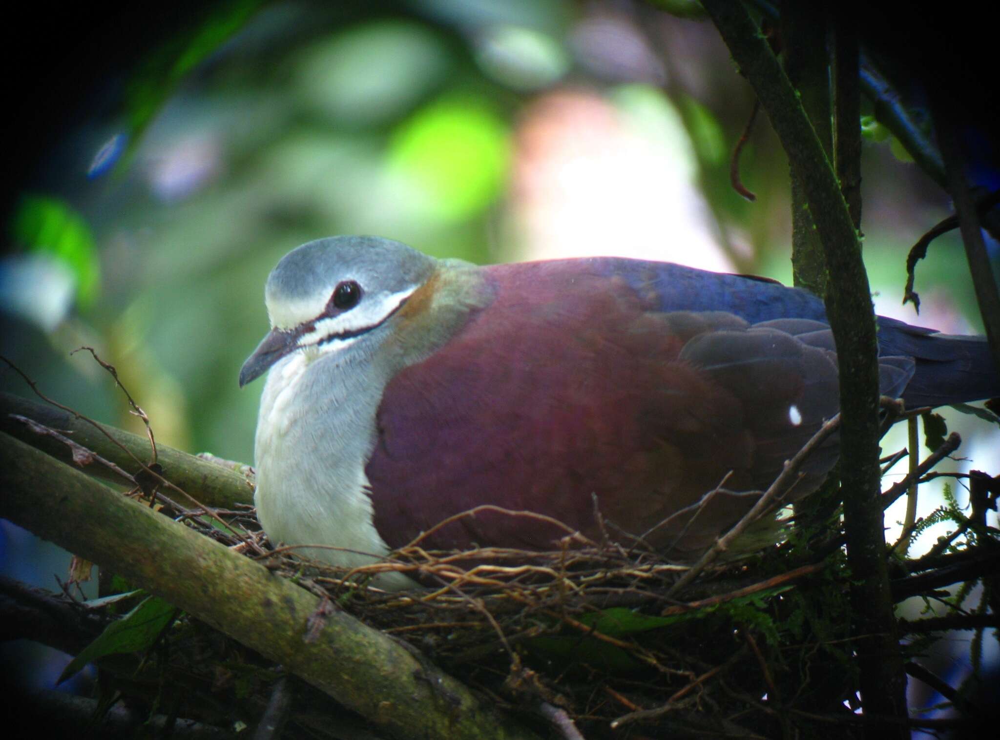 Image of Saphire Quail Dove