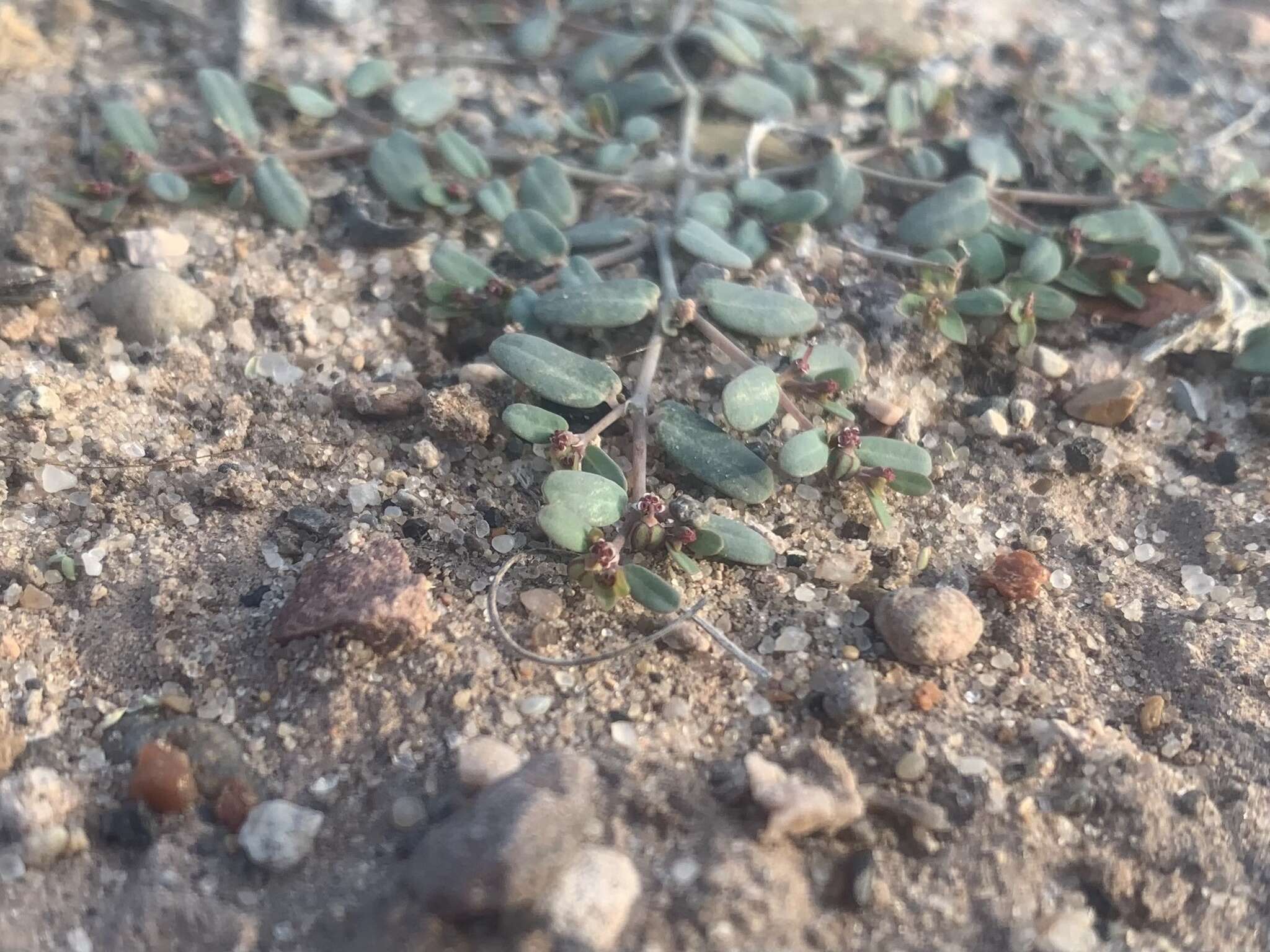 Image of boquillas sandmat