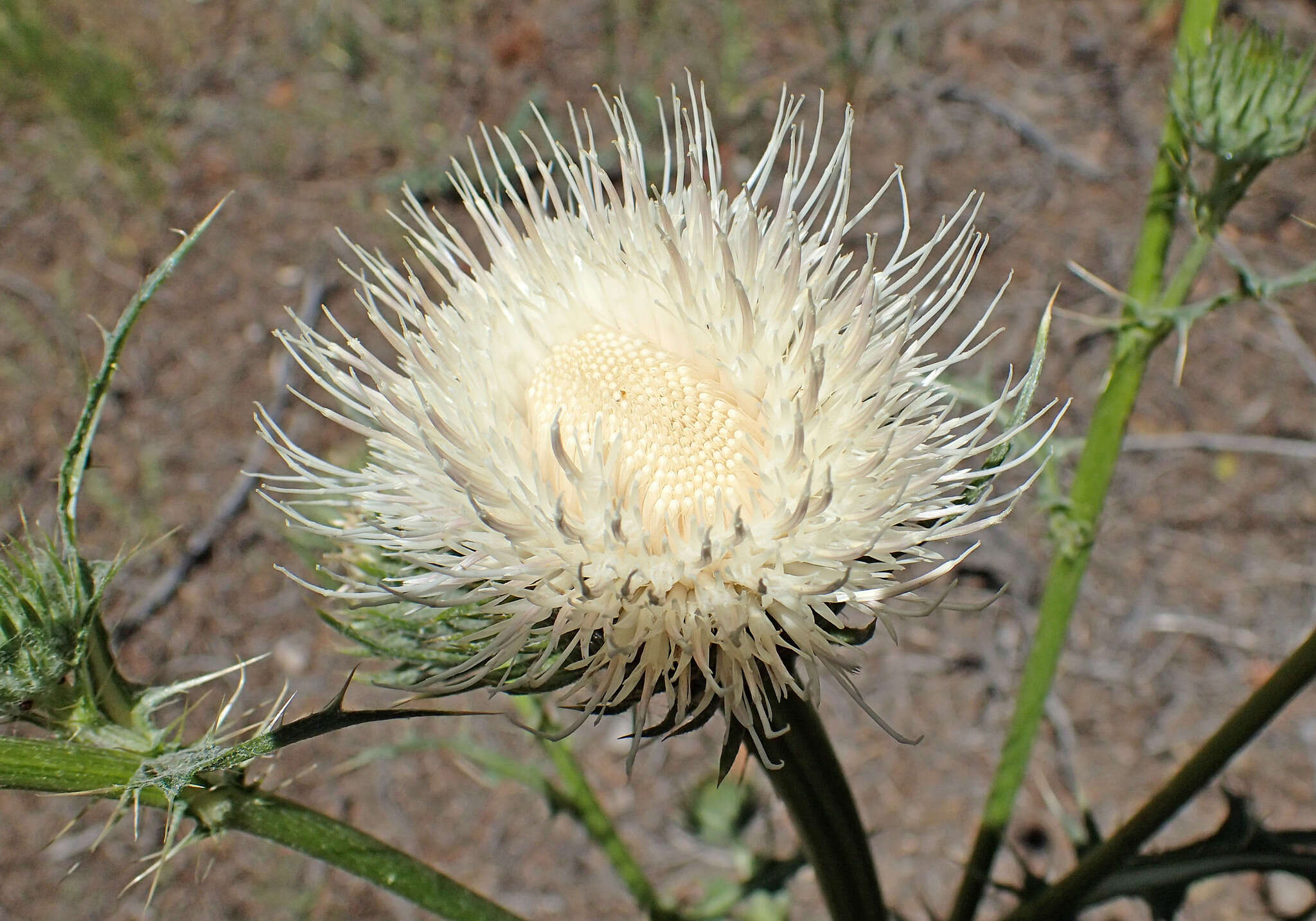 Cirsium cymosum (Greene) J. T. Howell的圖片