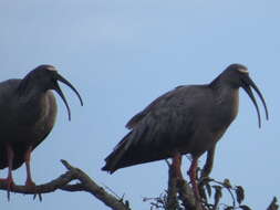 Image of Plumbeous Ibis