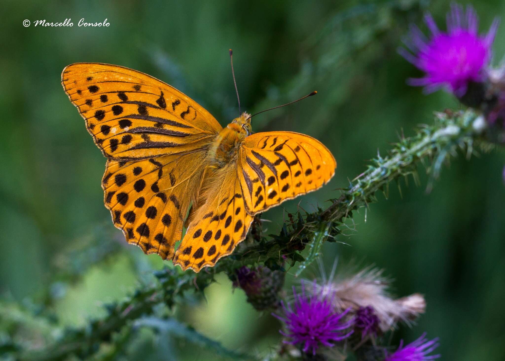 Plancia ëd Argynnis paphia Linnaeus 1758