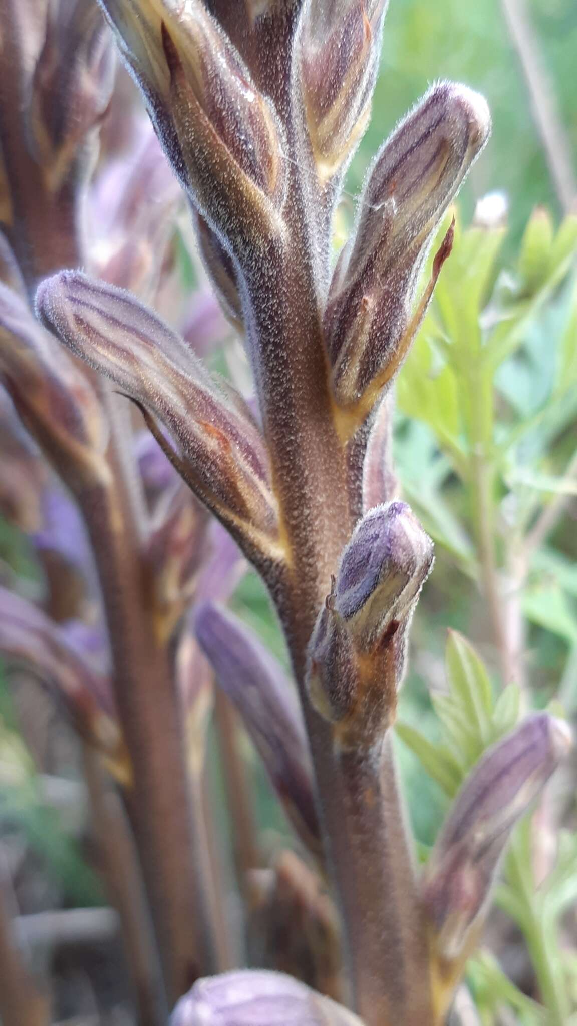 Image of Phelipanche purpurea subsp. purpurea