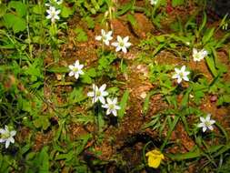 Image of Ornithogalum geniculatum Oberm.