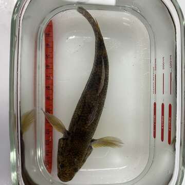 Image of Cox gudgeon