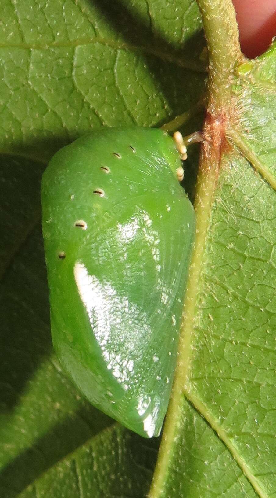 Image of Green-veined Charaxes