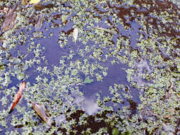 Image of Callitriche chathamensis (R. Mason) Lansdown