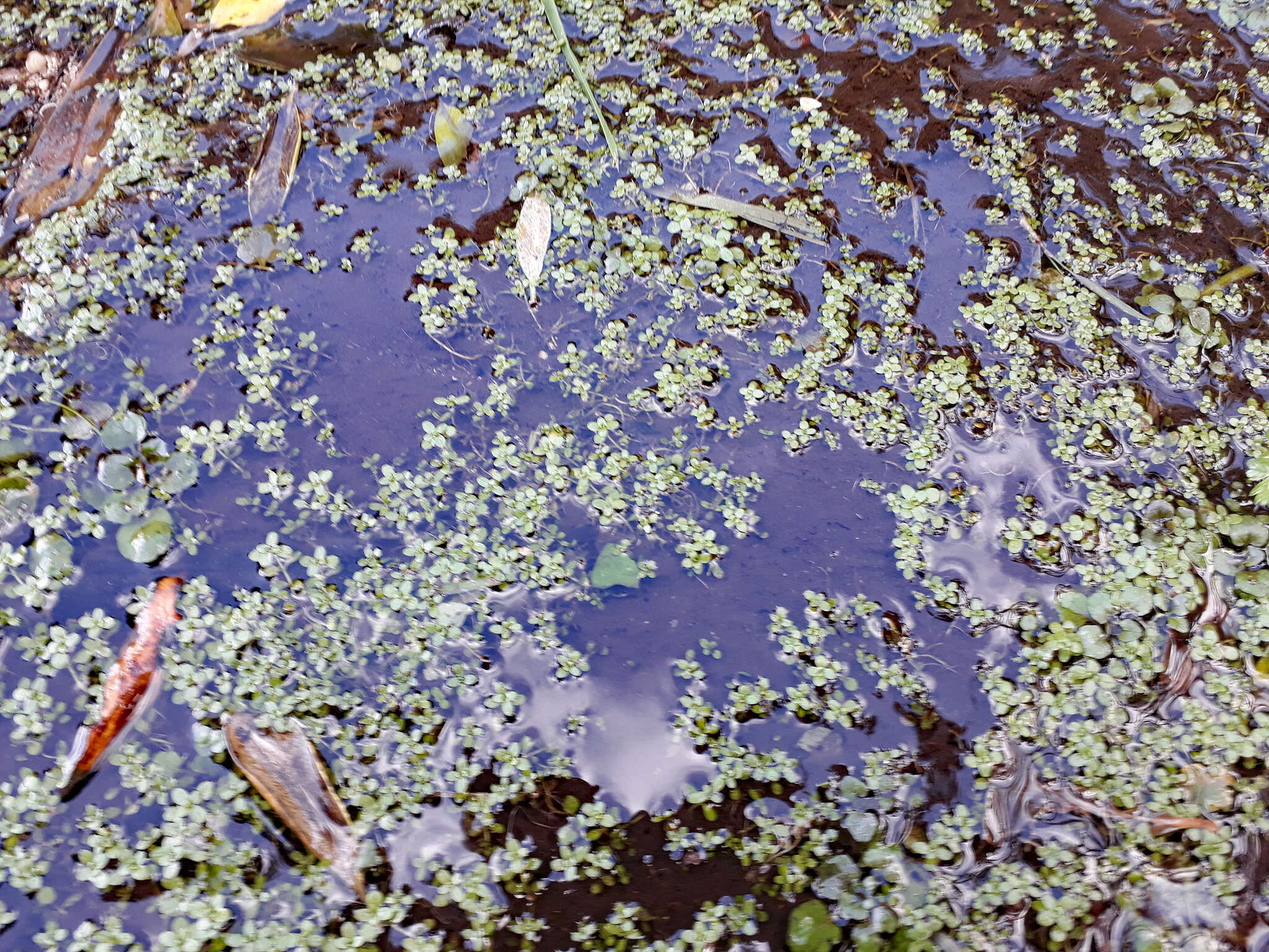 Image of Callitriche chathamensis (R. Mason) Lansdown