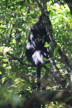 Image of Black Leaf Monkey