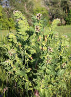 Image of black henbane