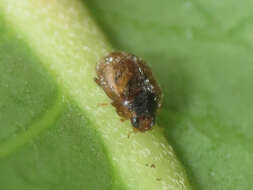 Image of Nebulous Lady Beetle