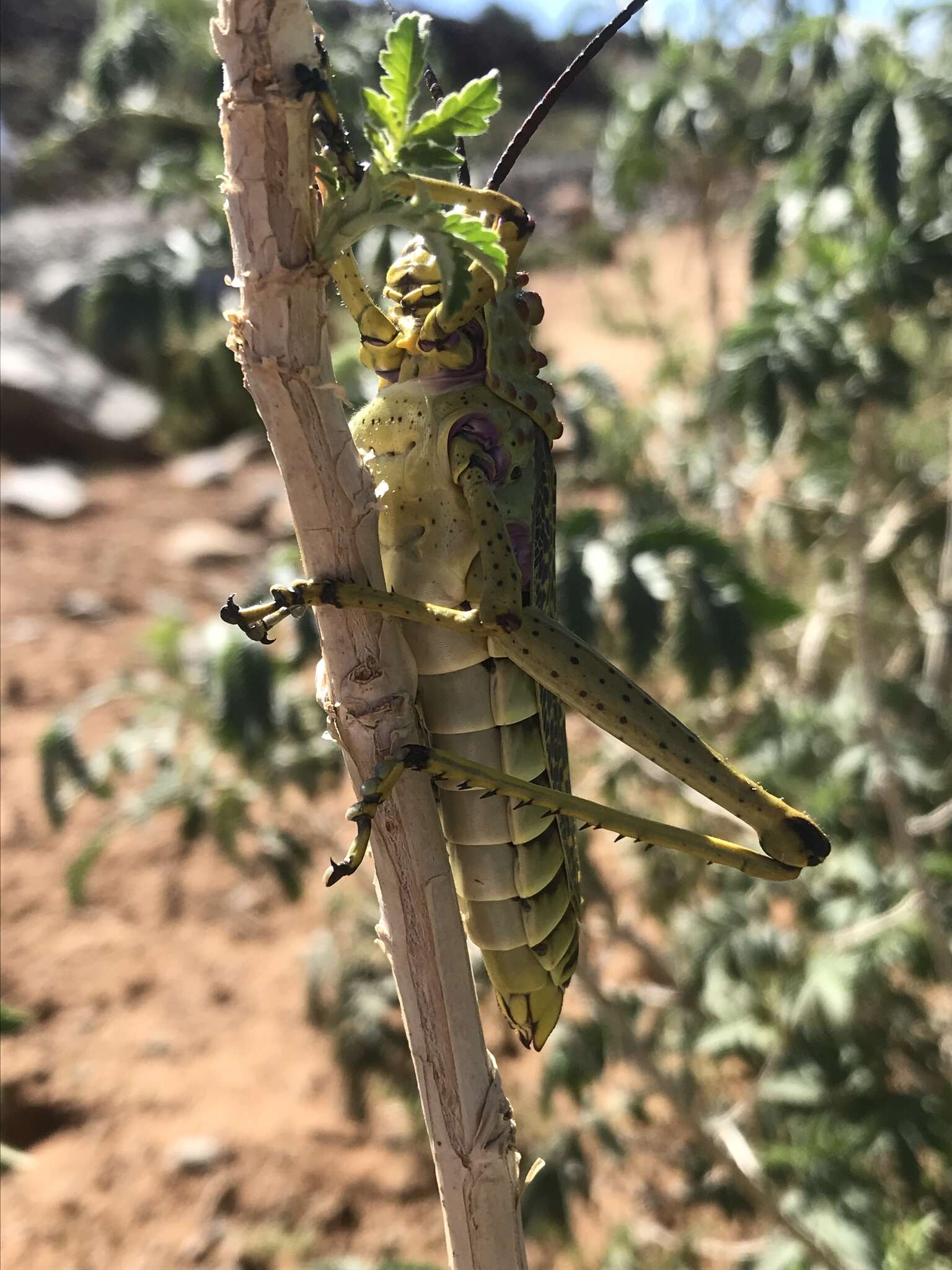 صورة Phymateus (Phymateus) morbillosus (Linnaeus 1758)