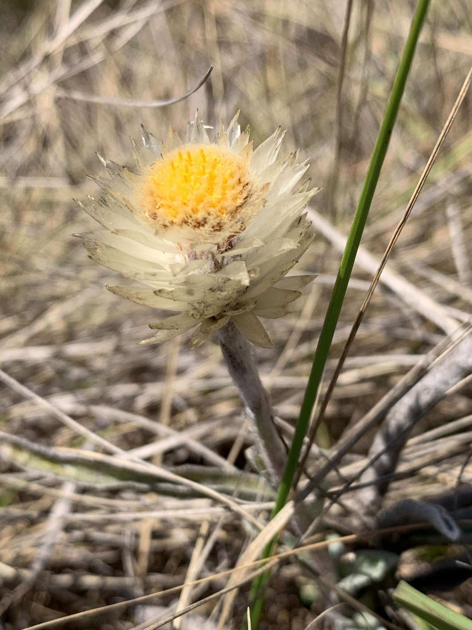 Imagem de Helichrysum swynnertonii S. Moore