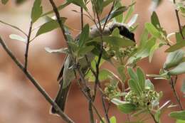 Image of Silver-crowned Friarbird