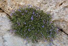 Plancia ëd Lithodora hispidula (Sm.) Griseb.