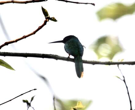 Image of Bluish-fronted Jacamar