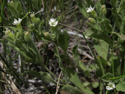 Image of Menzies' campion