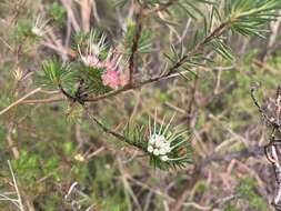 Image of Darwinia fascicularis Rudge