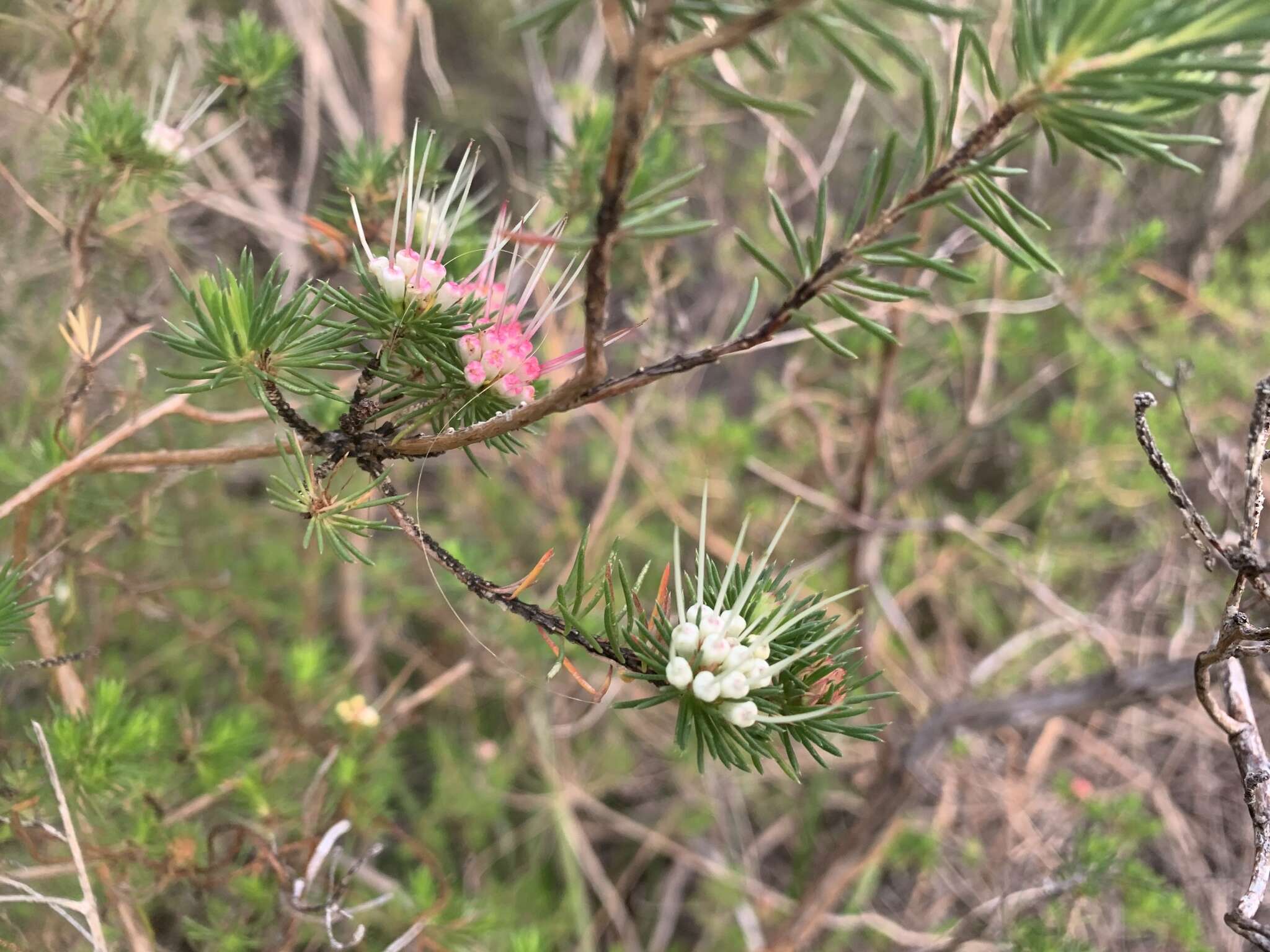 Image of Darwinia fascicularis Rudge