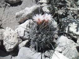 Image of Thelocactus tulensis (Polseg.) Britton & Rose