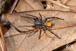 Image of Castianeira floridana (Banks 1904)