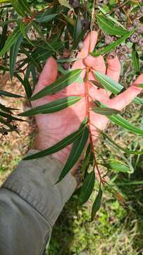 Imagem de Angophora crassifolia (G. Leach) L. A. S. Johnson & K. D. Hill