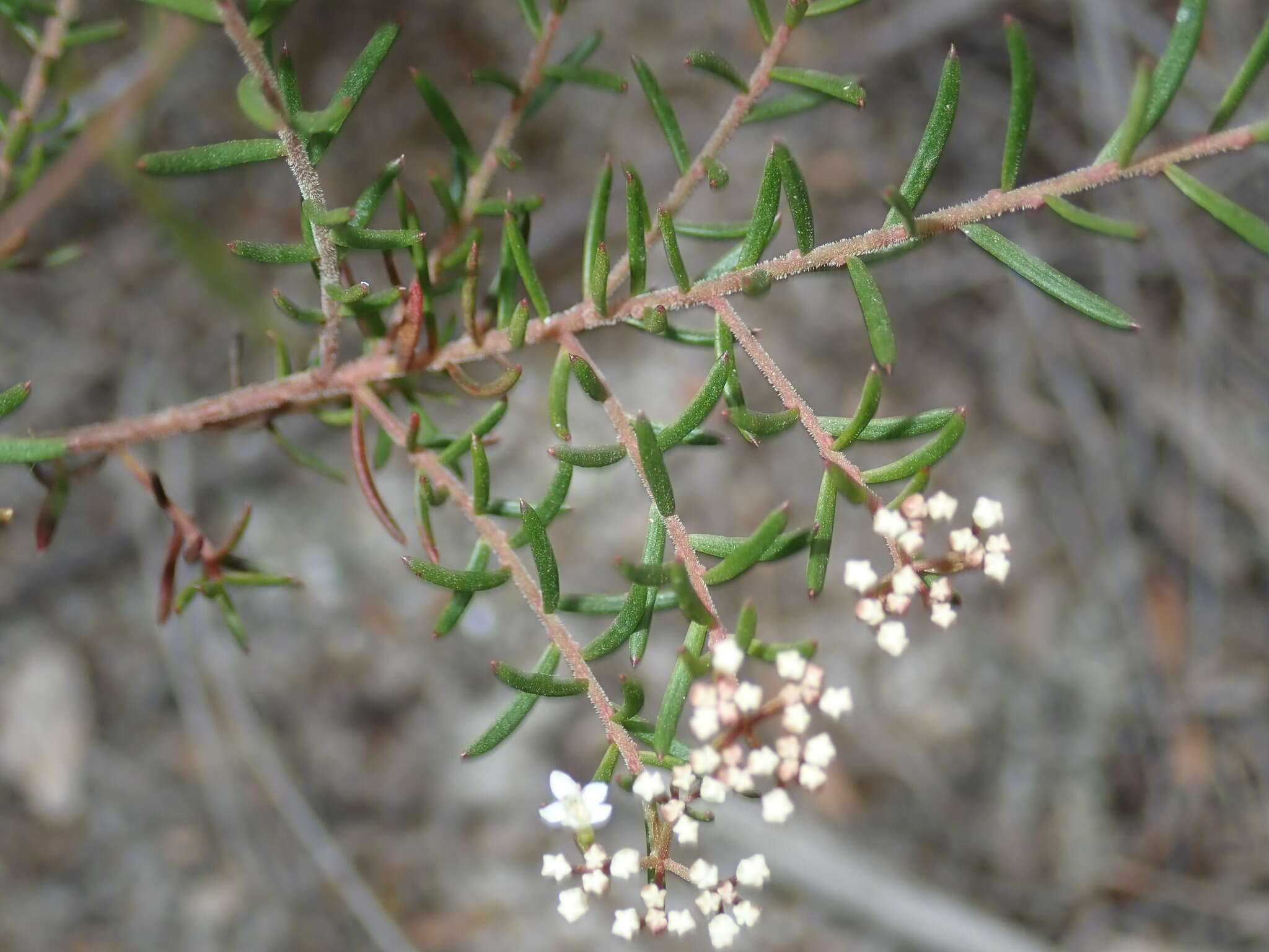 Platysace ericoides (Sieb. ex DC.) C. Norman resmi