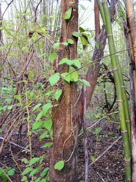 Image of Hoya kerrii Craib