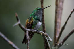 Image of Snowy-bellied Hummingbird