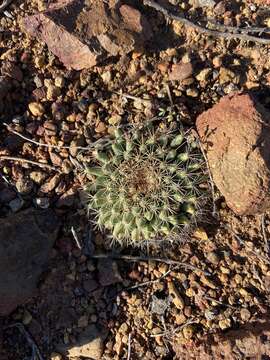 Image de Mammillaria brandegeei subsp. brandegeei