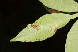 Imagem de Caloptilia rhoifoliella (Chambers 1876)