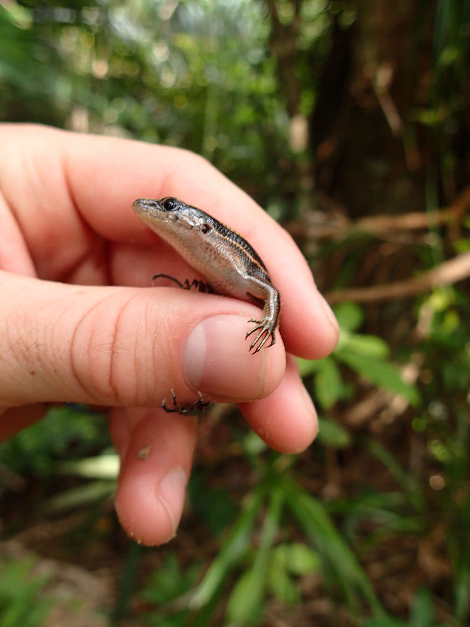 Image of Stimpson's Skink