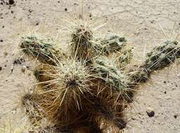 Image of Wiggins' cholla