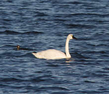 Image de Cygne siffleur