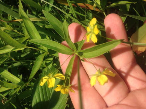 Image of Lance-Leaf Yellow-Loosestrife