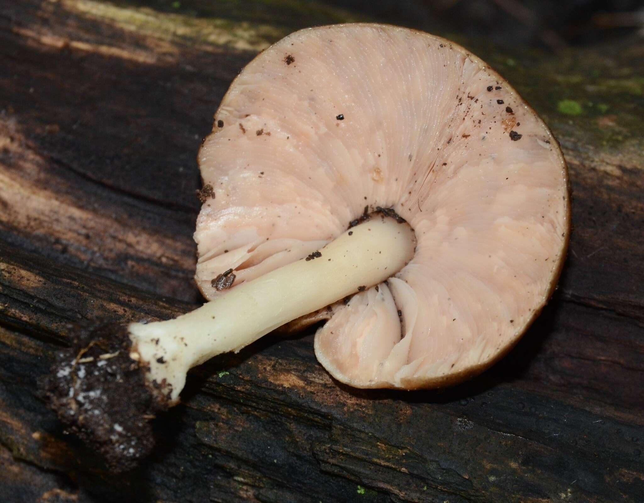 Image of Pluteus cervinus (Schaeff.) P. Kumm.