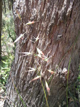 Imagem de Rytidosperma clelandii (Vickery) Connor & Edgar