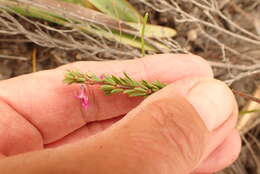 Слика од Indigofera pappei Fourc.