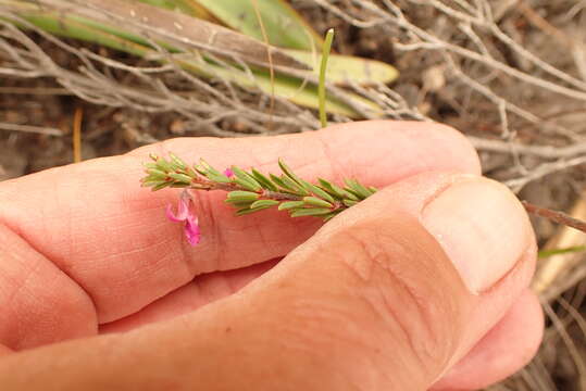 Indigofera pappei Fourc.的圖片